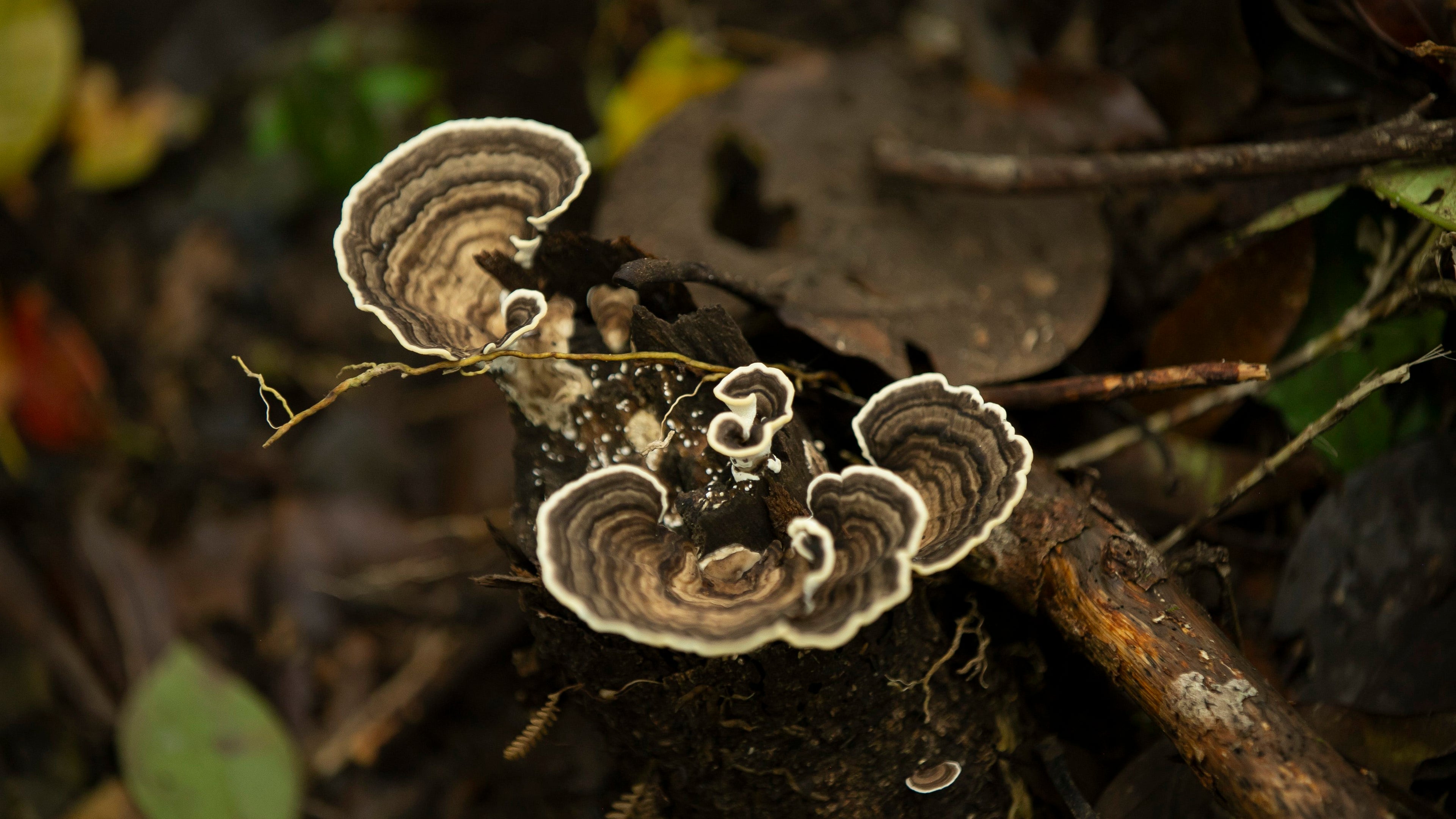 Children ´s Eternal Rain Forest Hike.  Pocosol Station
