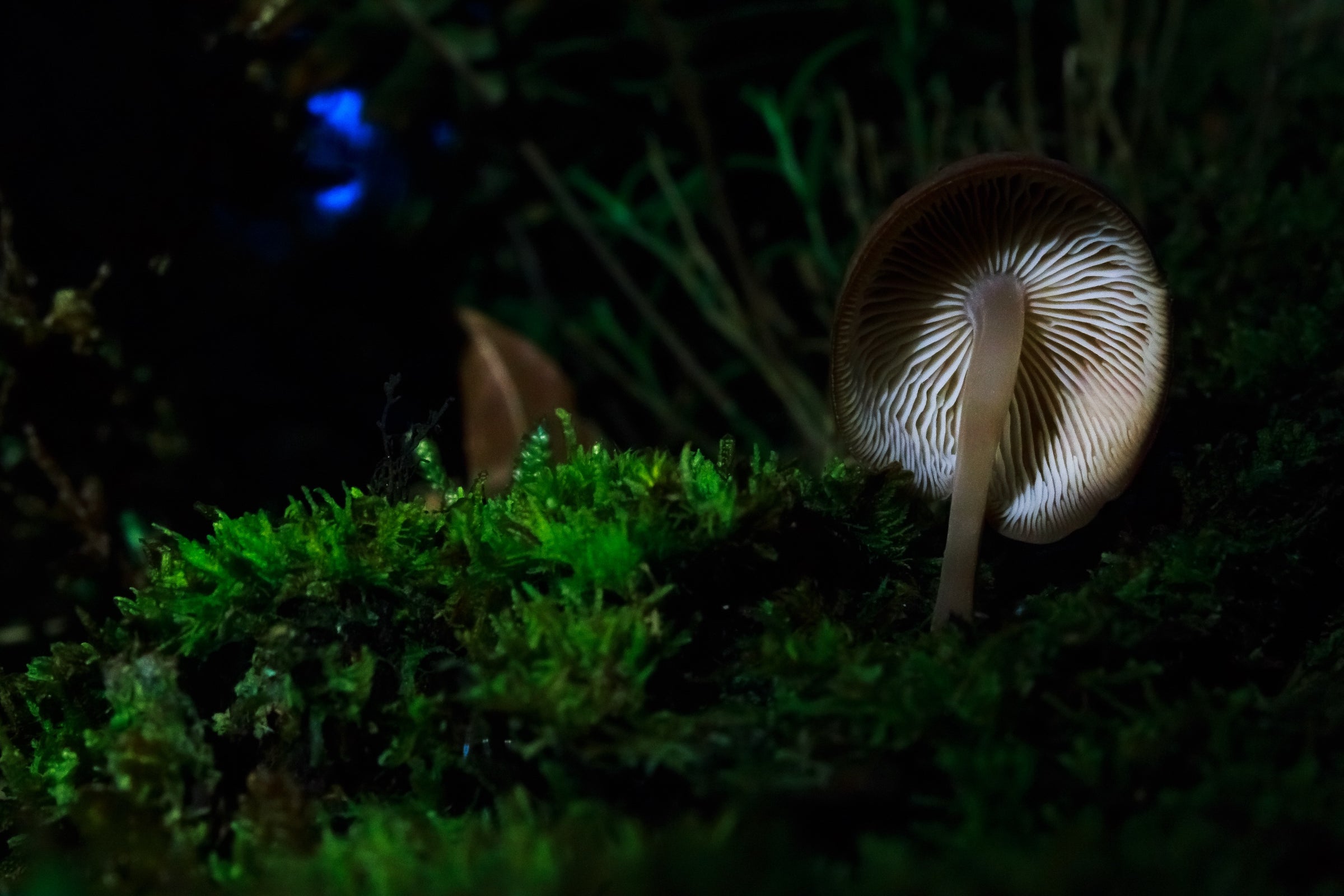 Quercus Travel Twilight Trails. Night Hike (Hanging Bridges) & Mother Nature Dining Experience