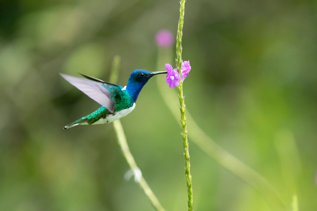 Quercus Travel Birdwatching Tour