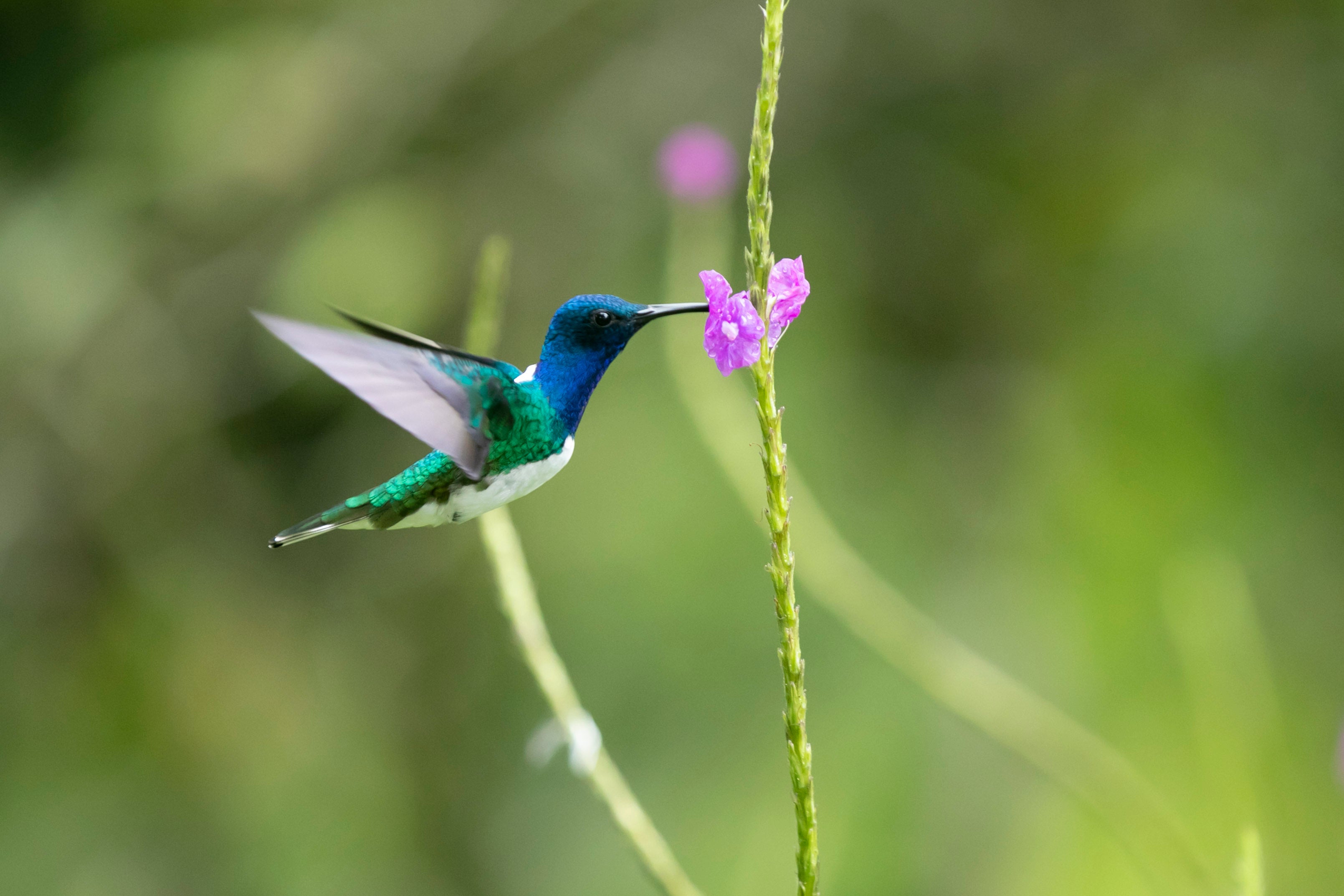 Quercus Travel Birdwatching Tour