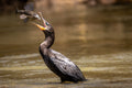 Quercus Travel Caño Negro Wildlife & Ecosystem Adventure