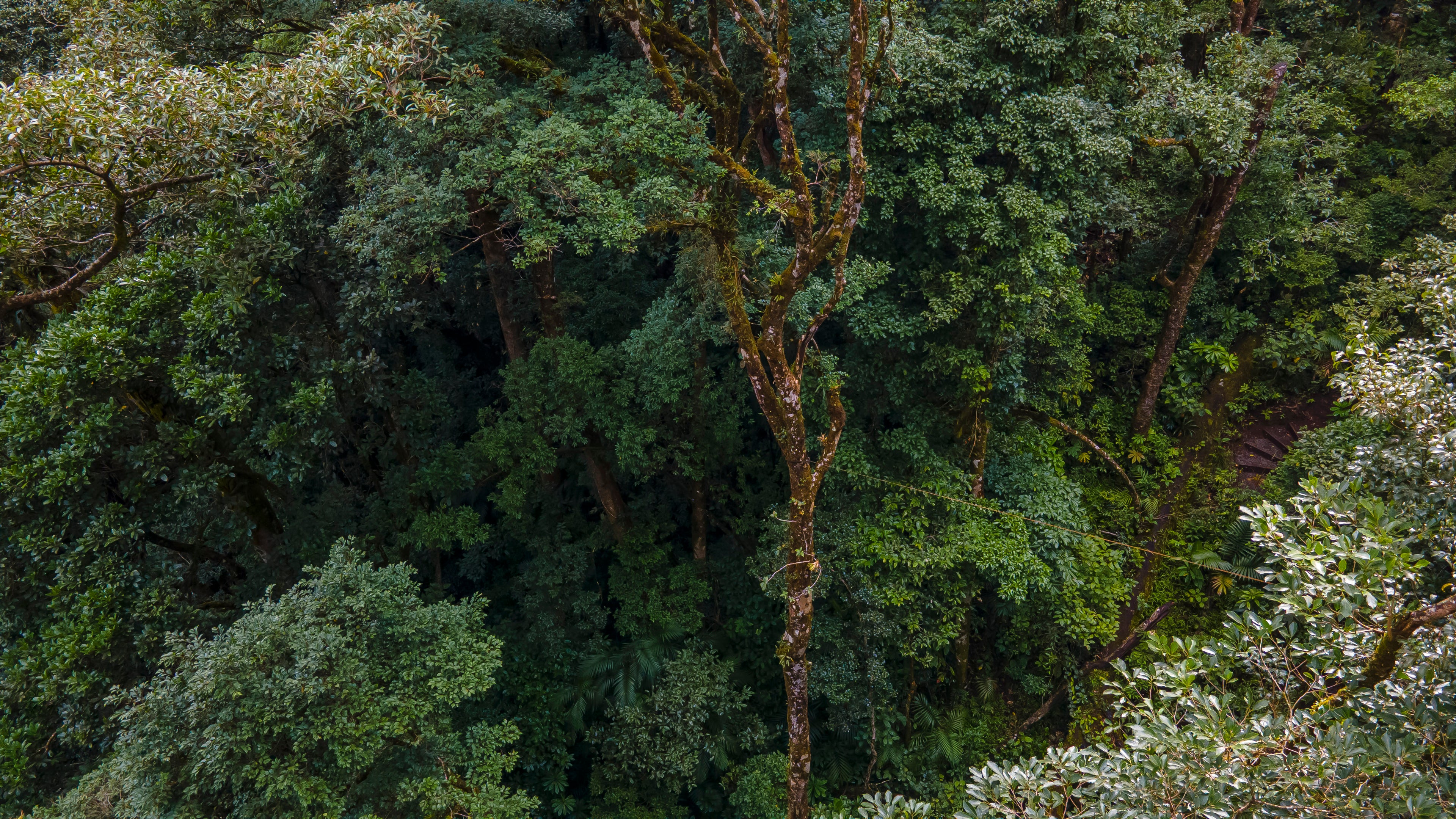 Quercus Travel Hanging Bridges