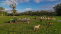 Costa Rican Wildlife, Flavors & Farm Life Adventure at the Monkey Park
