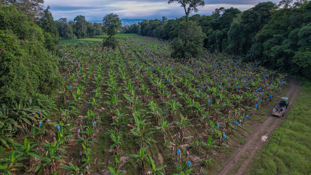 Costa Rican Wildlife, Flavors & Farm Life Adventure at the Monkey Park