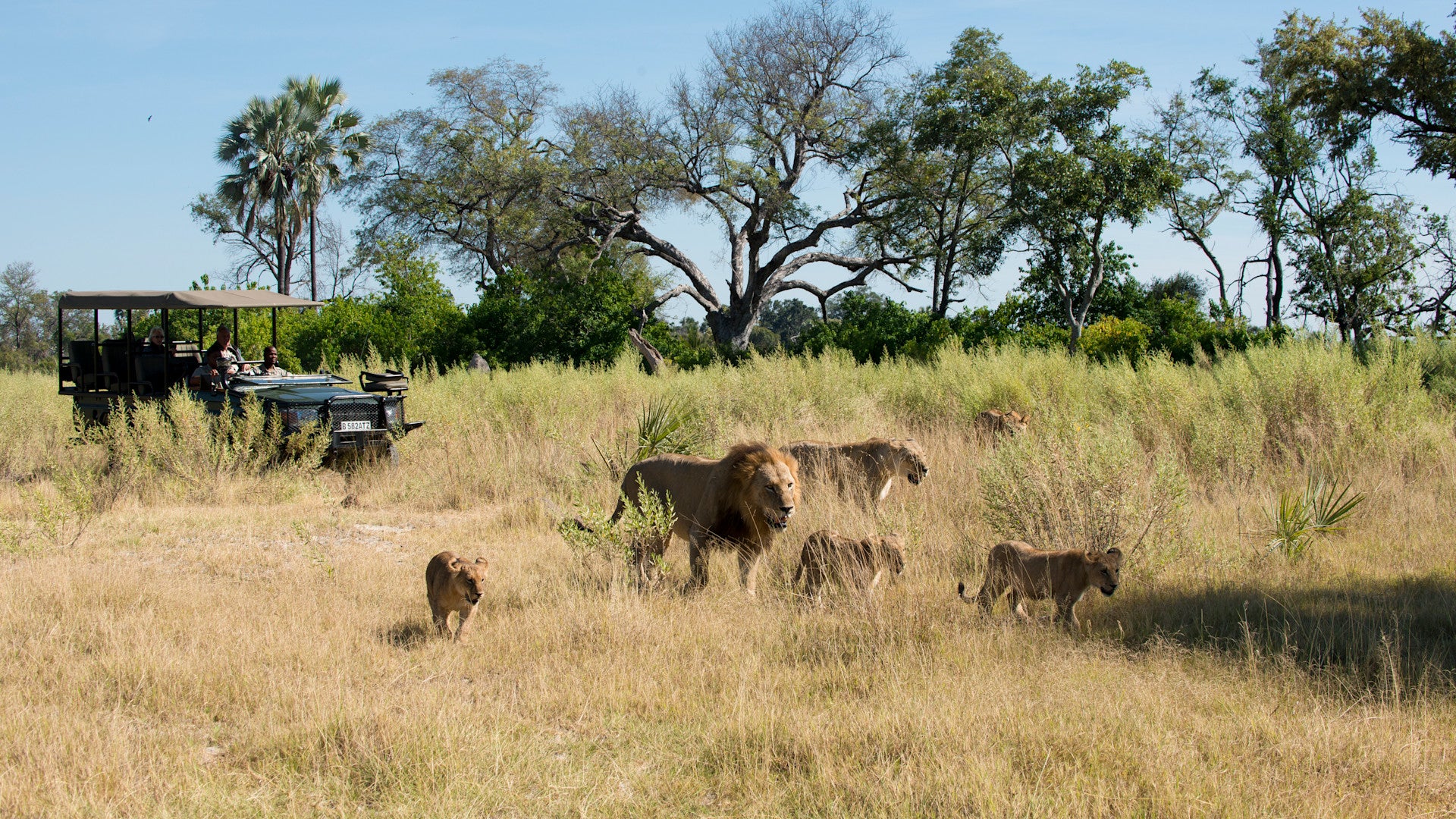 Game Drives (Included)