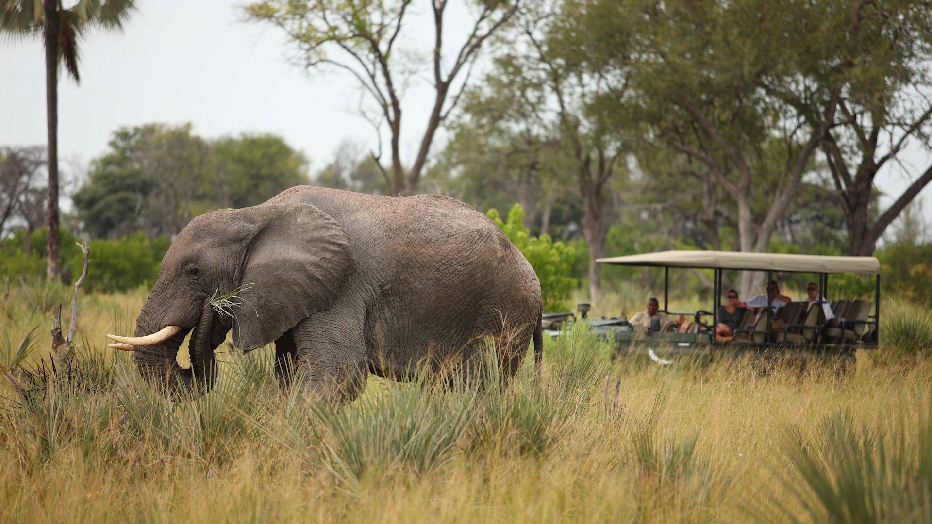 Game Drives (Included)