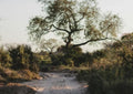 Sanctuary Safari Drive 