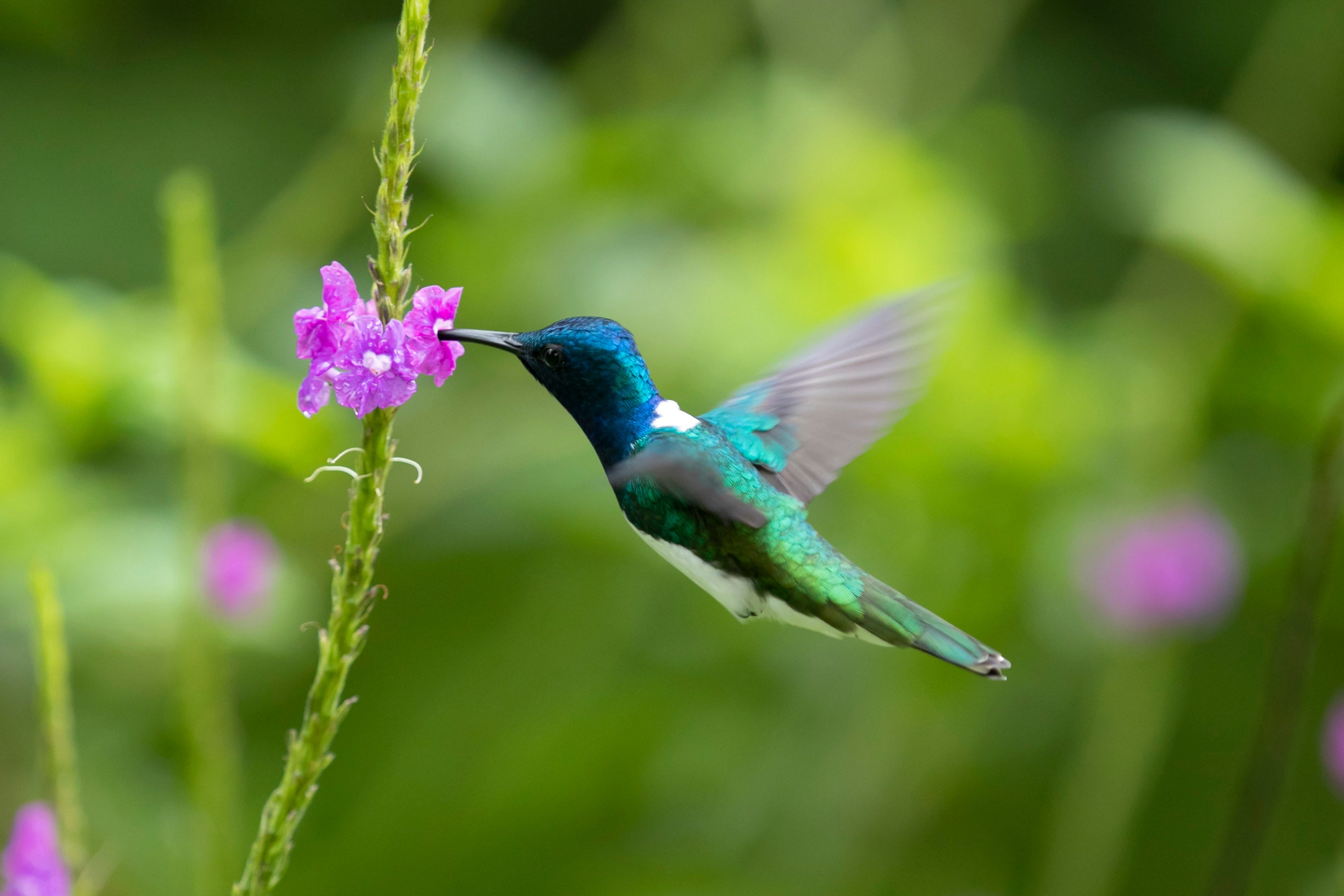 Quercus Travel Birdwatching. Wetlands & Hacienda Guanacaste Style. Finca El Roble