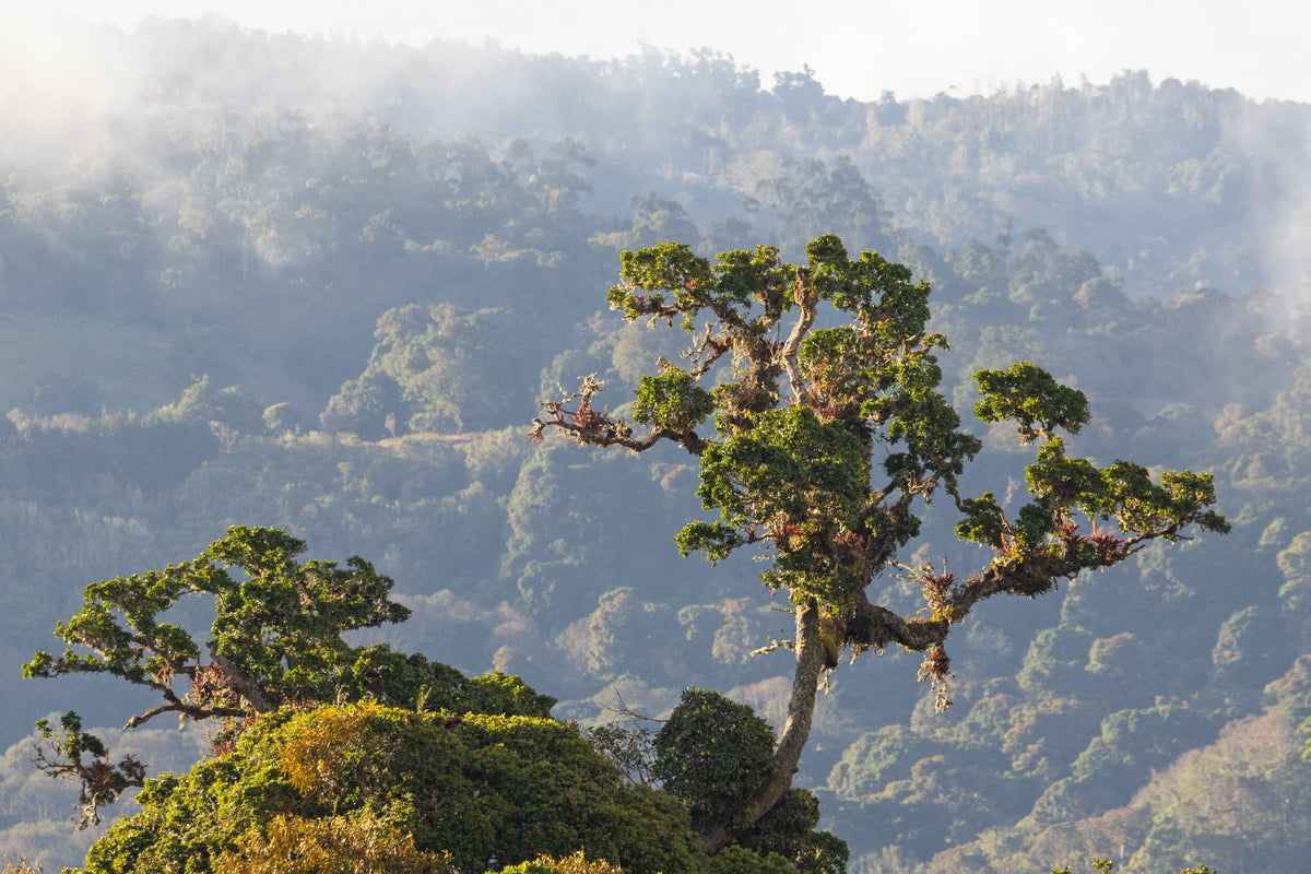 Quercus Travel Monteverde Cloud Forest. One-day Tour. Canopy, hanging bridges y almuerzo.