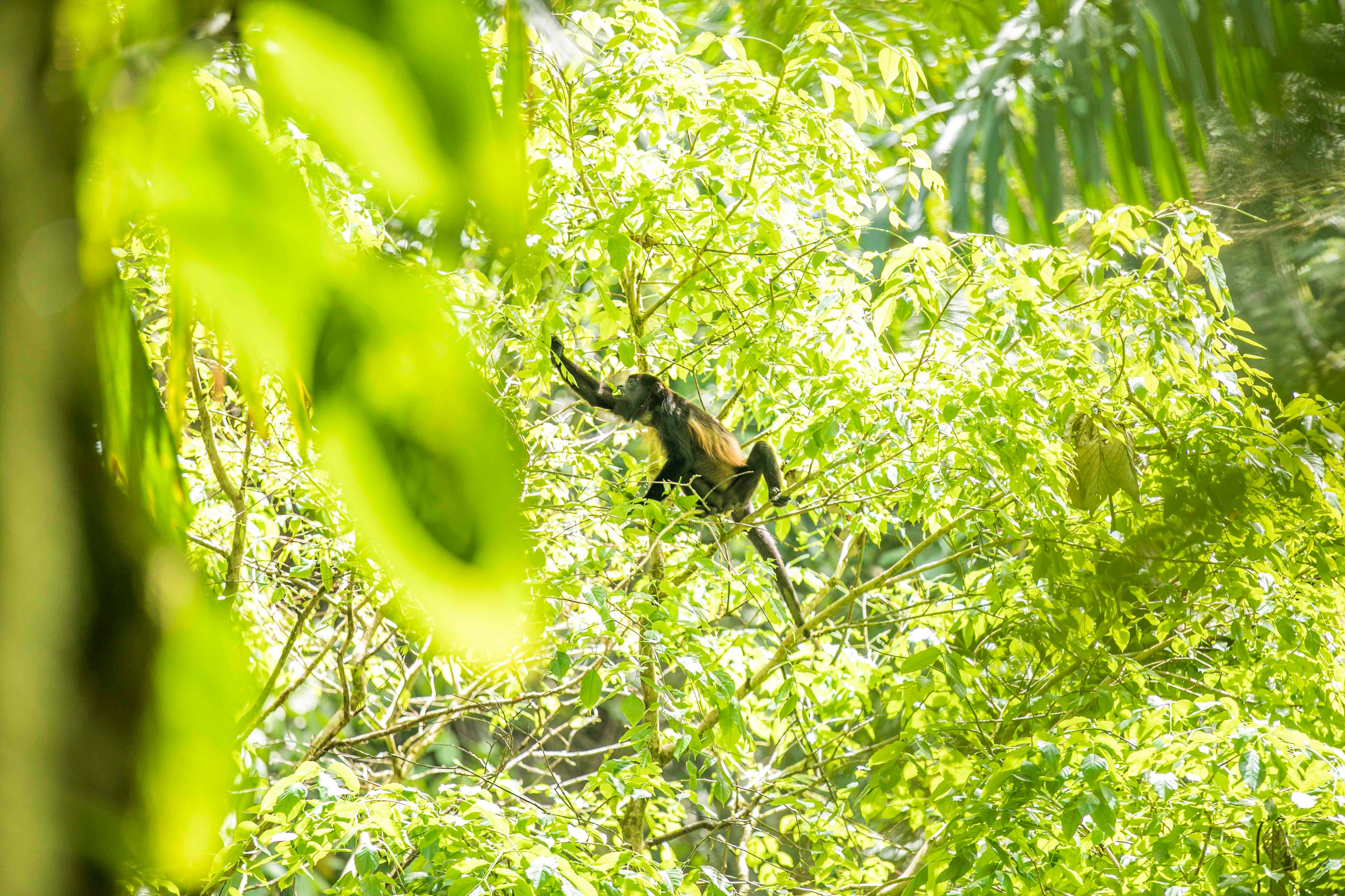 Quercus Travel Safari Float on the Corobicí River & Llanos de Cortés Waterfall