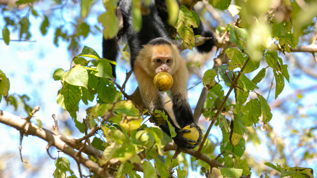 Quercus Travel Santa Rosa National Park. A journey through history and nature