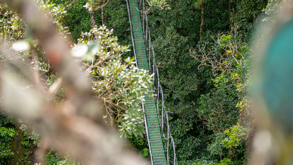 Quercus Travel Savia Experience – Connect with the Cloud Forest in Monteverde