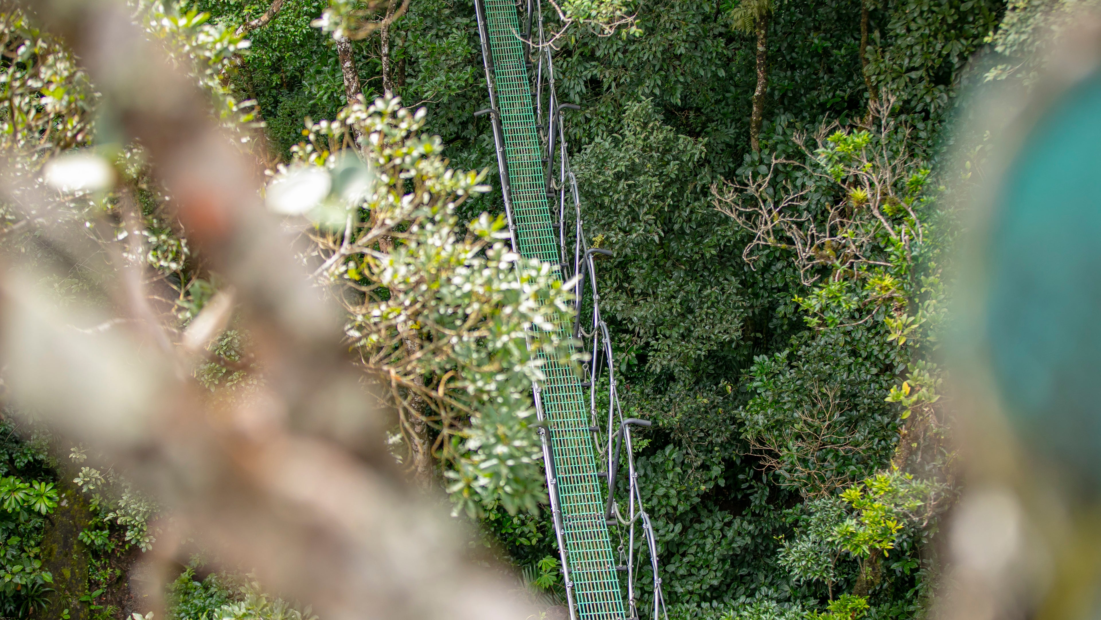 Quercus Travel Savia Experience – Connect with the Cloud Forest in Monteverde