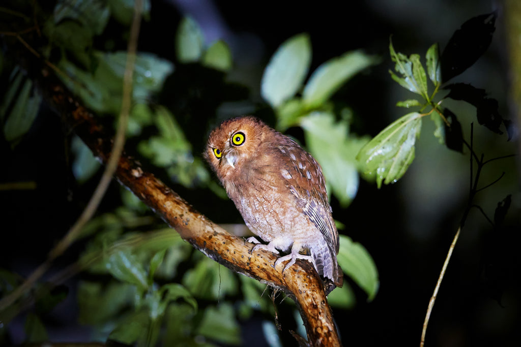 Quercus Travel Monteverde Night Hike
