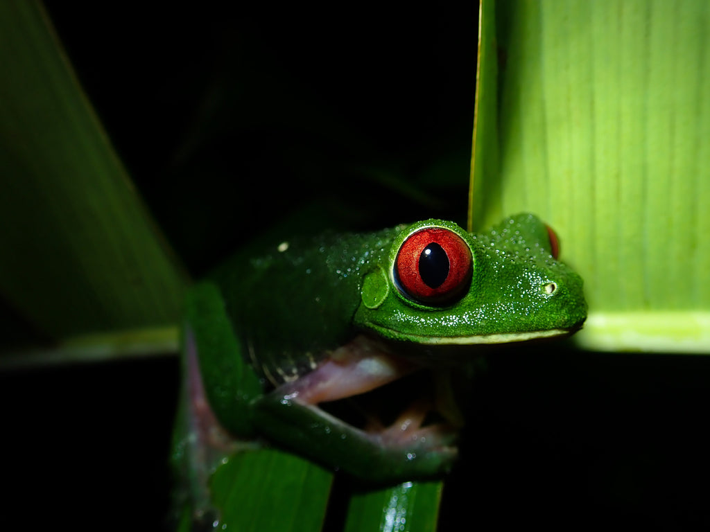 Quercus Travel Monteverde Night Hike