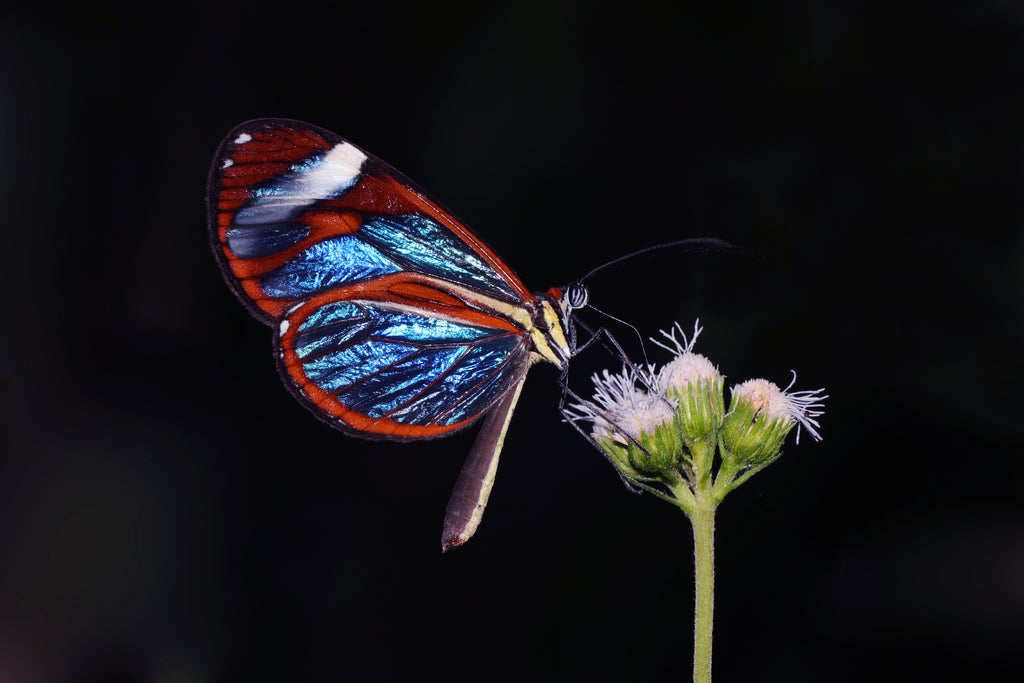Quercus Travel Monteverde Night Hike