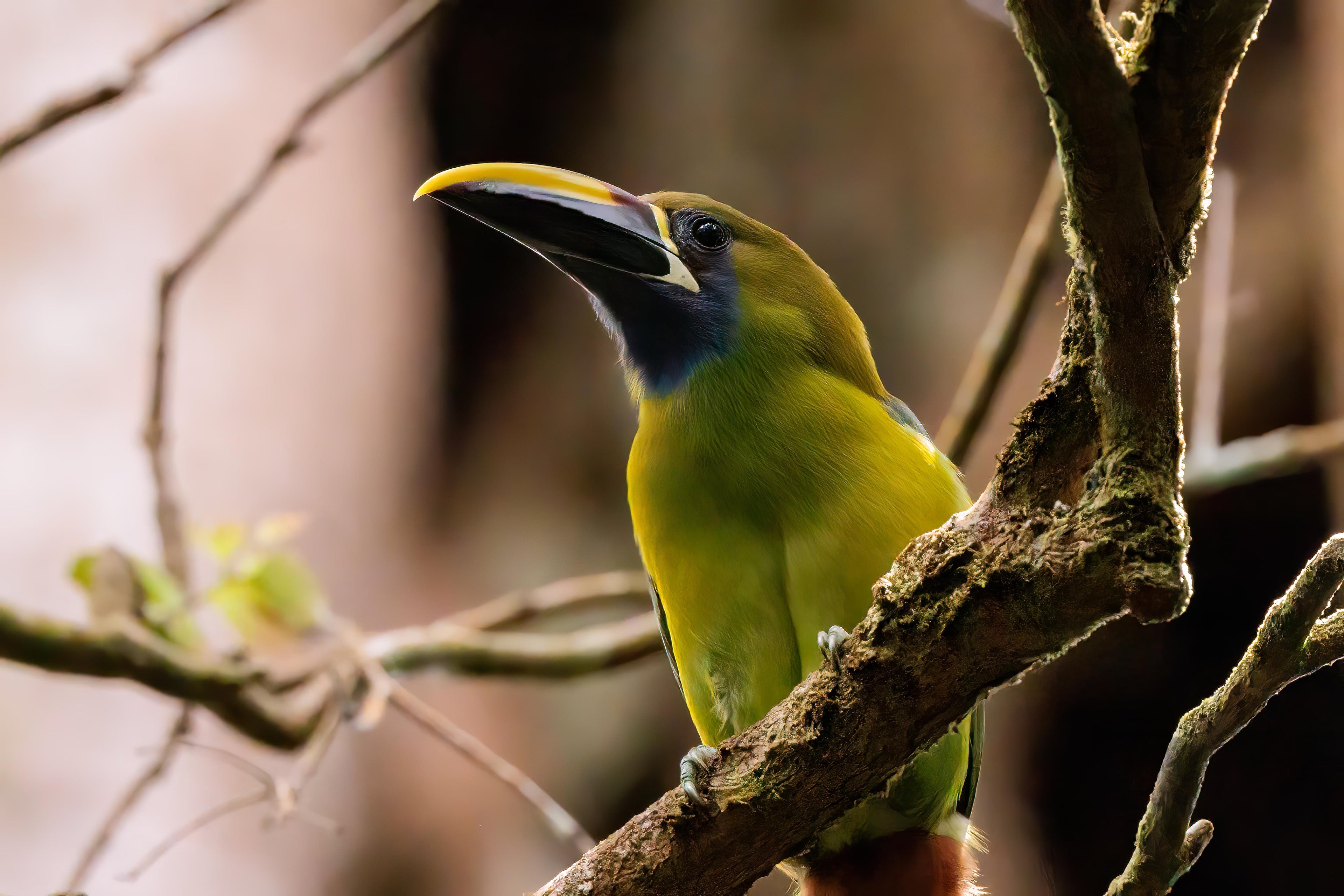 Quercus Travel Curi Cancha Reserve Hike