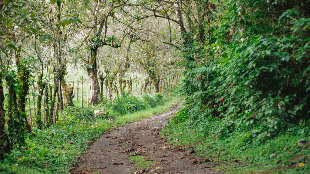 Quercus Travel Curi Cancha Reserve Hike