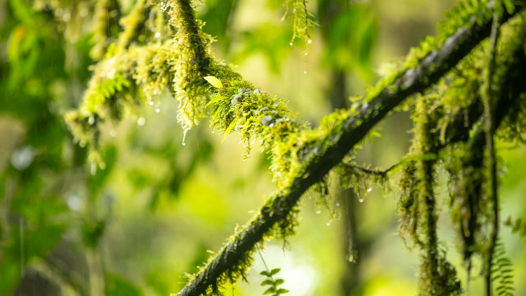Quercus Travel Santa Elena Reserve: A Sanctuary of Biodiversity in Monteverde
