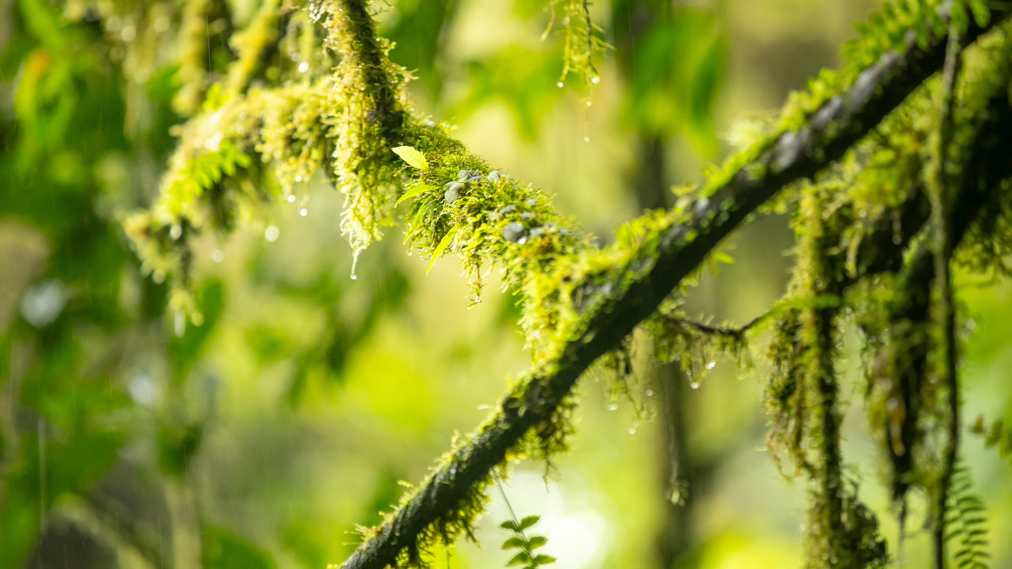 Quercus Travel Santa Elena Reserve: A Sanctuary of Biodiversity in Monteverde