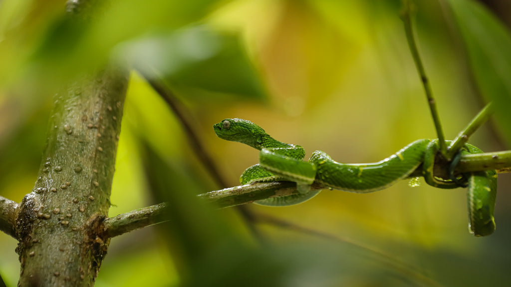 Quercus Travel Santa Elena Reserve: A Sanctuary of Biodiversity in Monteverde