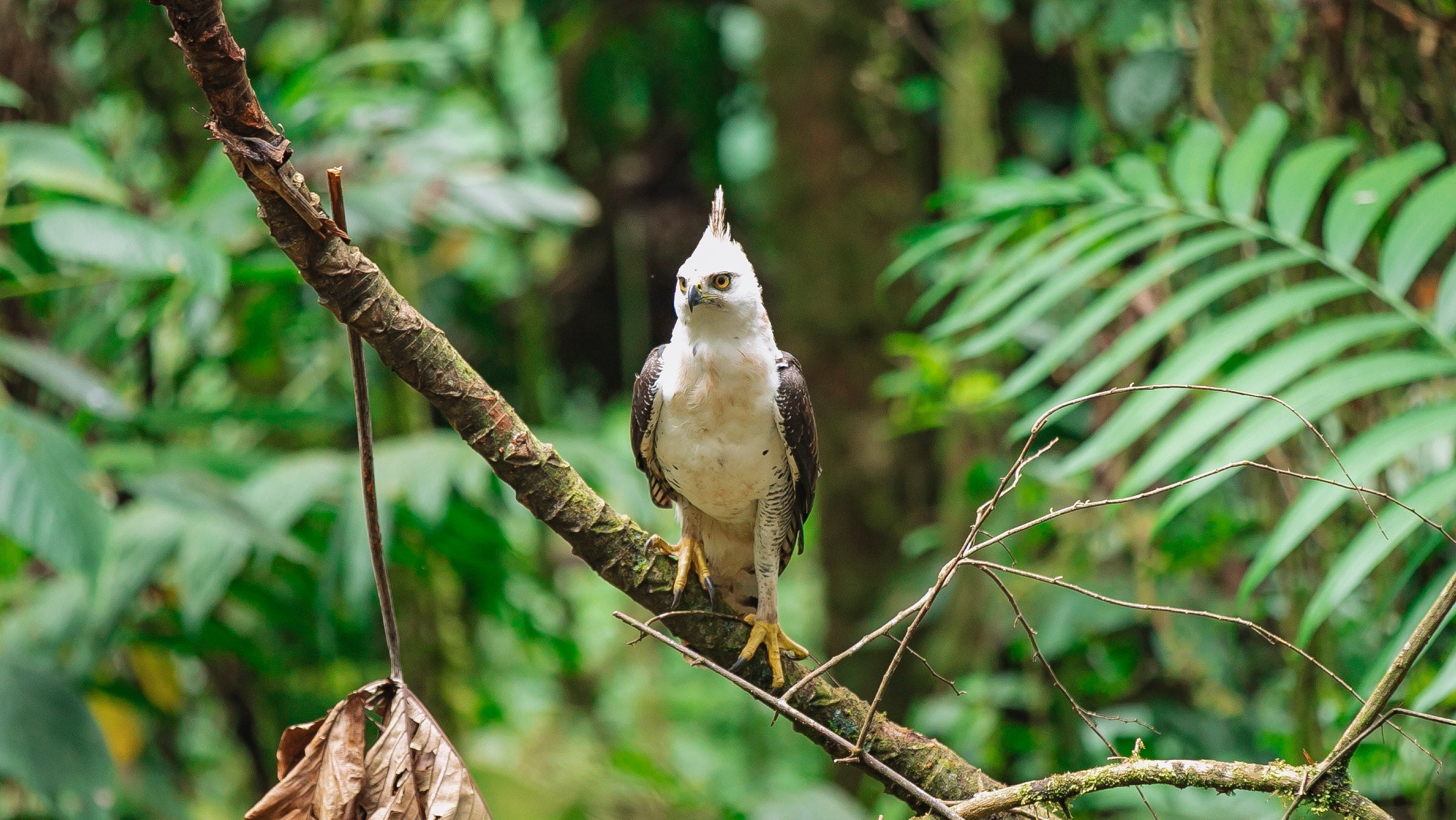 Quercus Travel Monteverde Birding Odyssey A Journey Through Avian Wonders 1