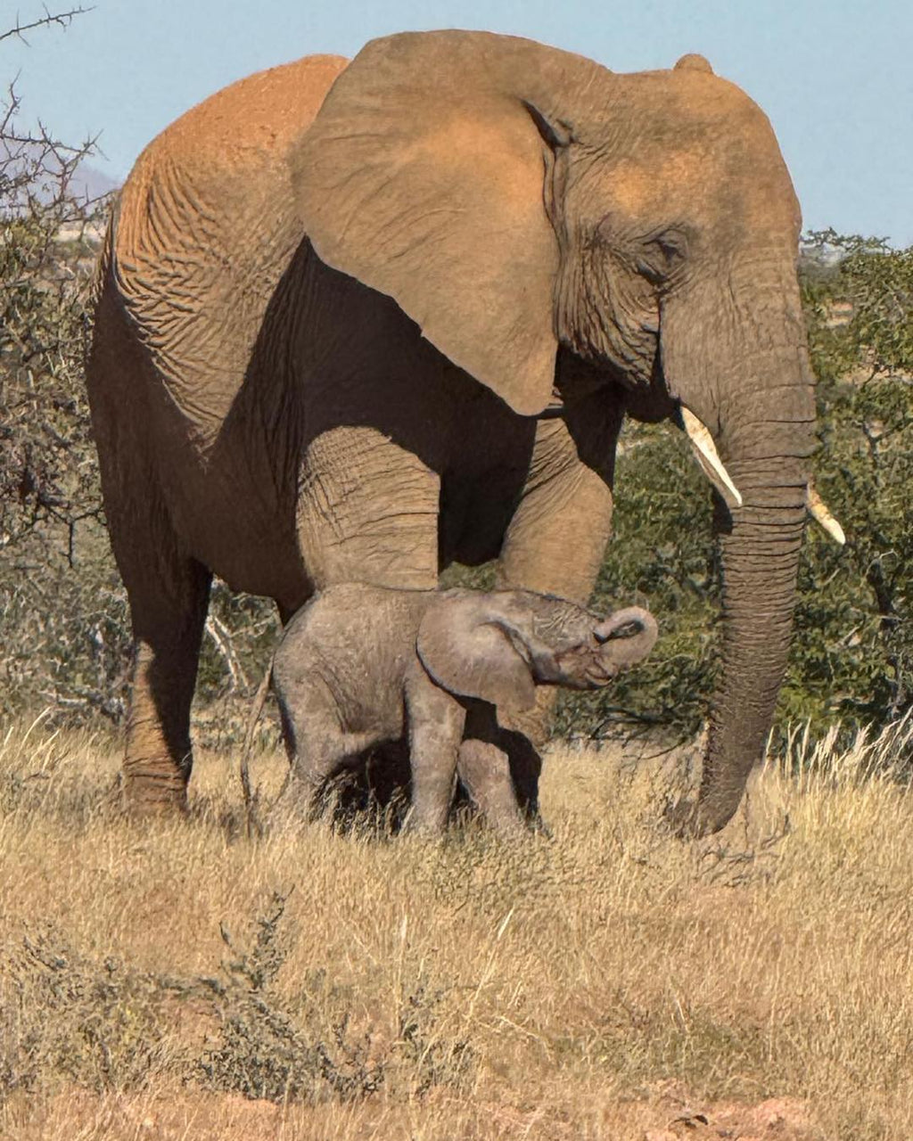 Damaraland: 3-Day Elephant & Brandberg Adventure Tour