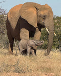 Damaraland: 3-Day Elephant & Brandberg Adventure Tour