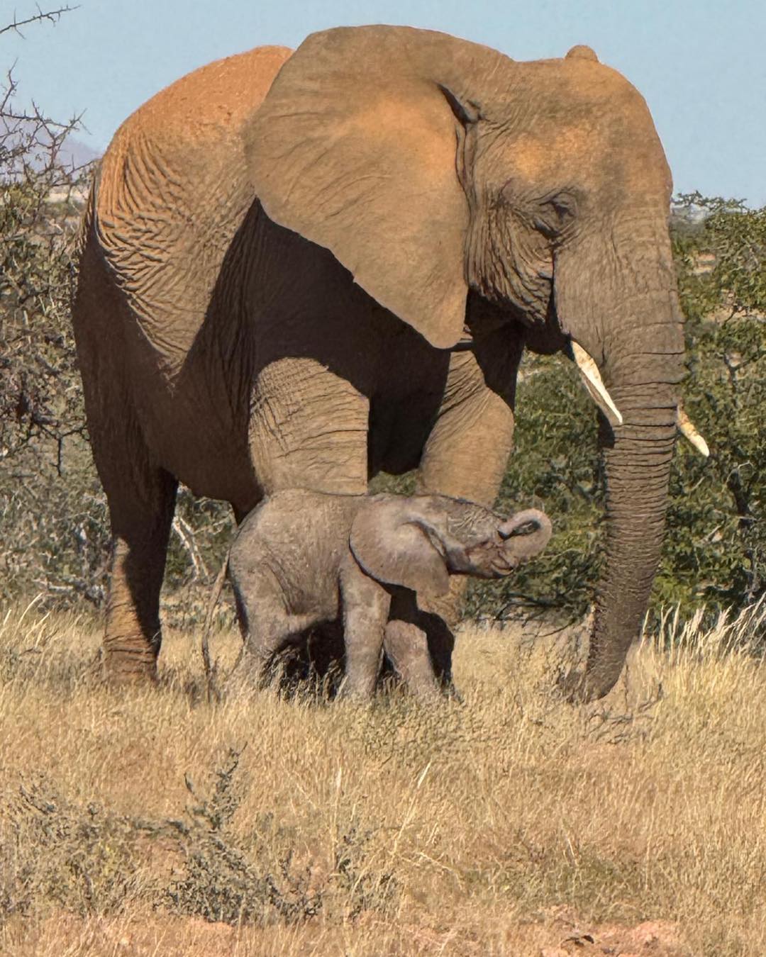 Damaraland: 3-Day Elephant & Brandberg Adventure Tour