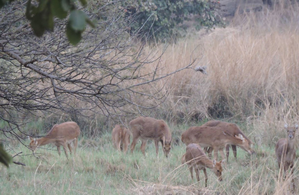Van Vihar National Park