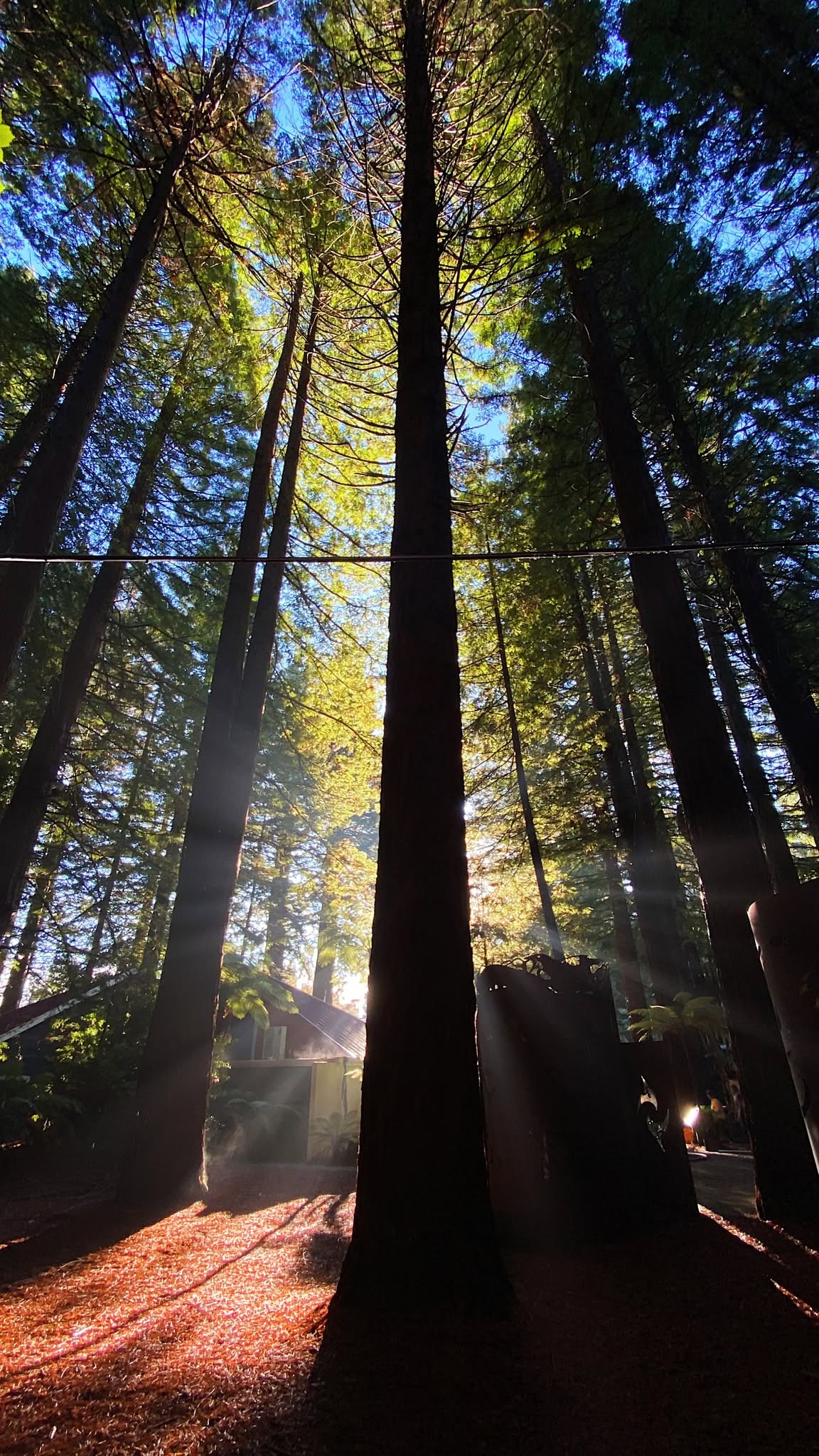 Daytime Treewalk