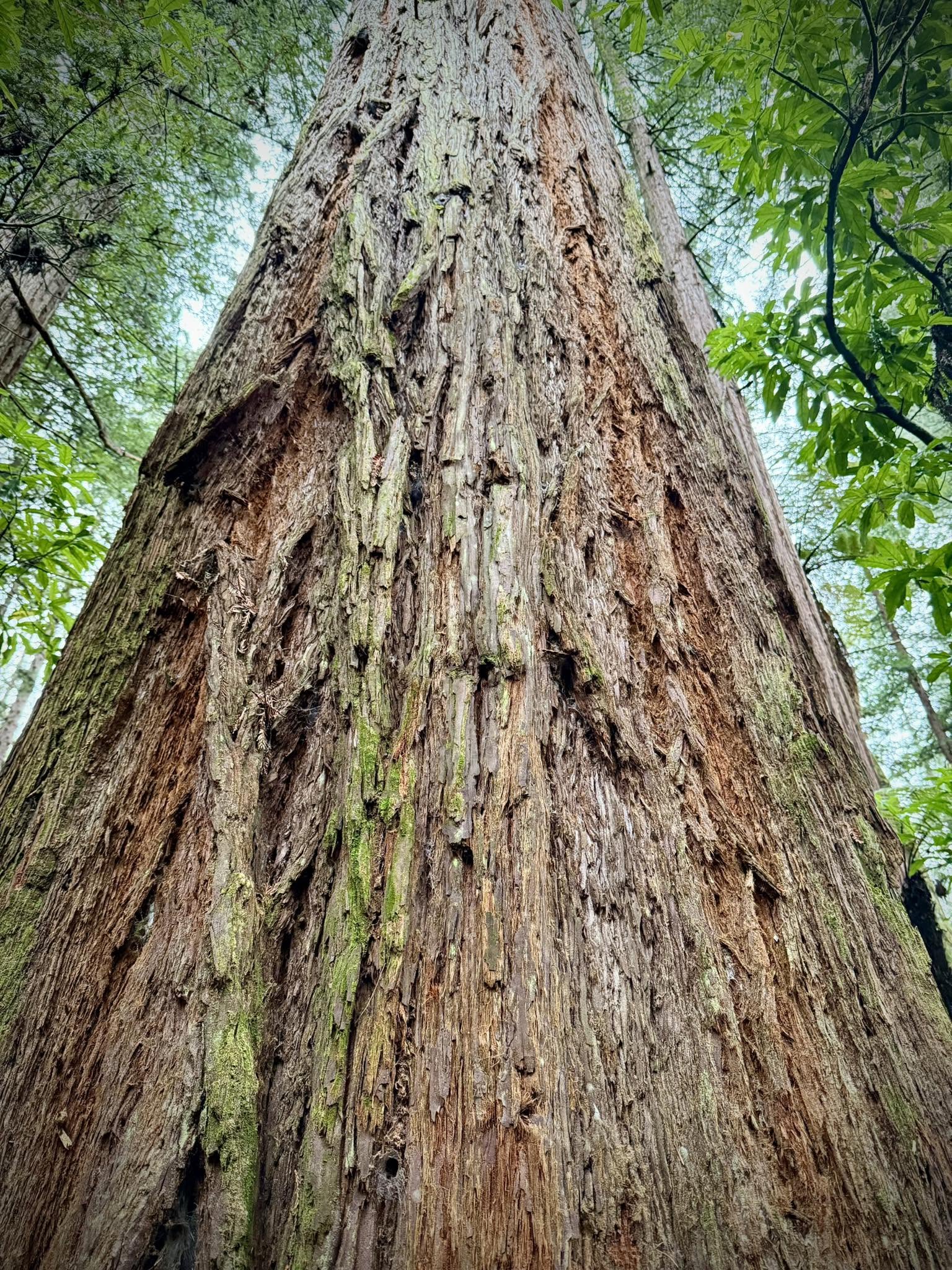 Daytime Treewalk