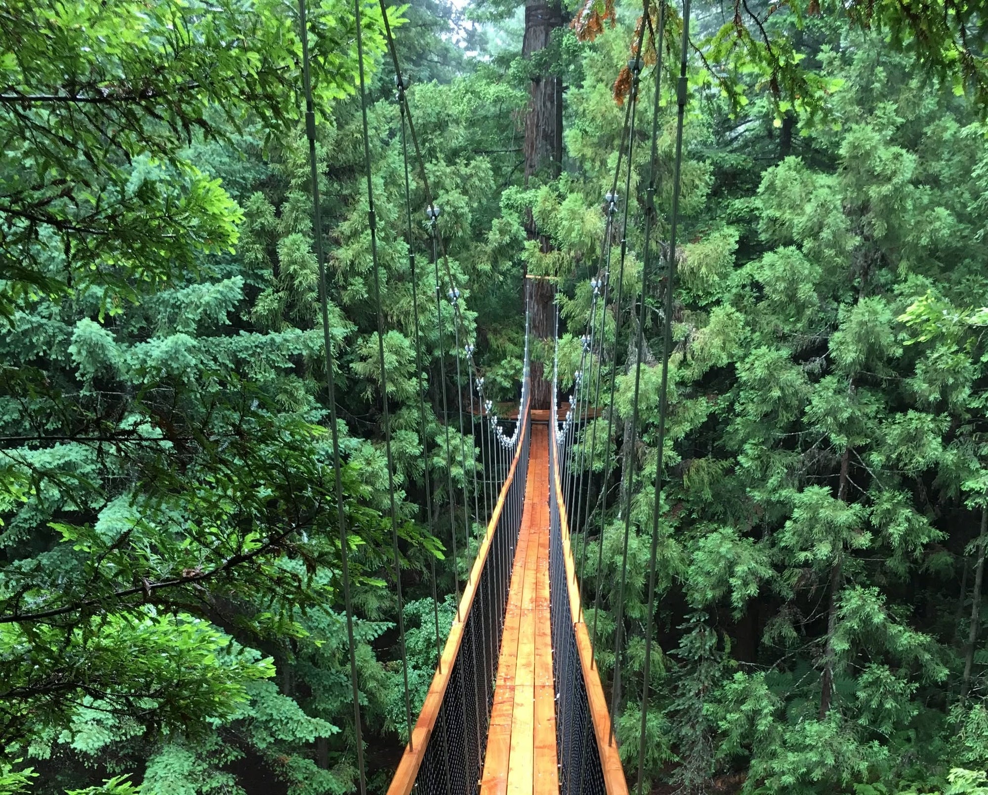 Daytime Treewalk