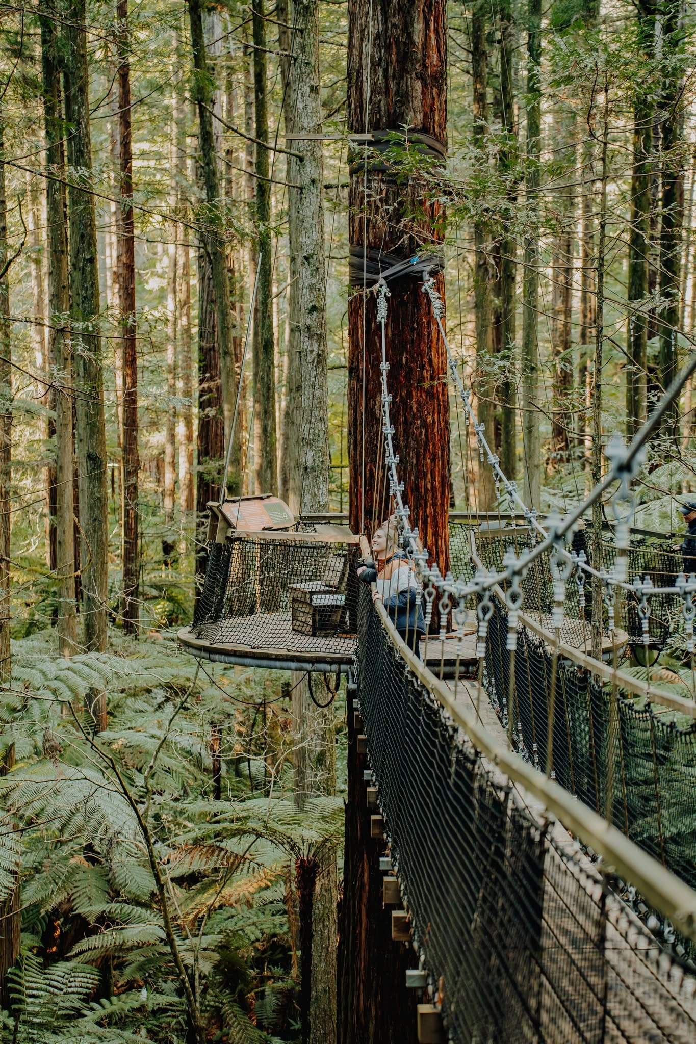 Daytime Treewalk