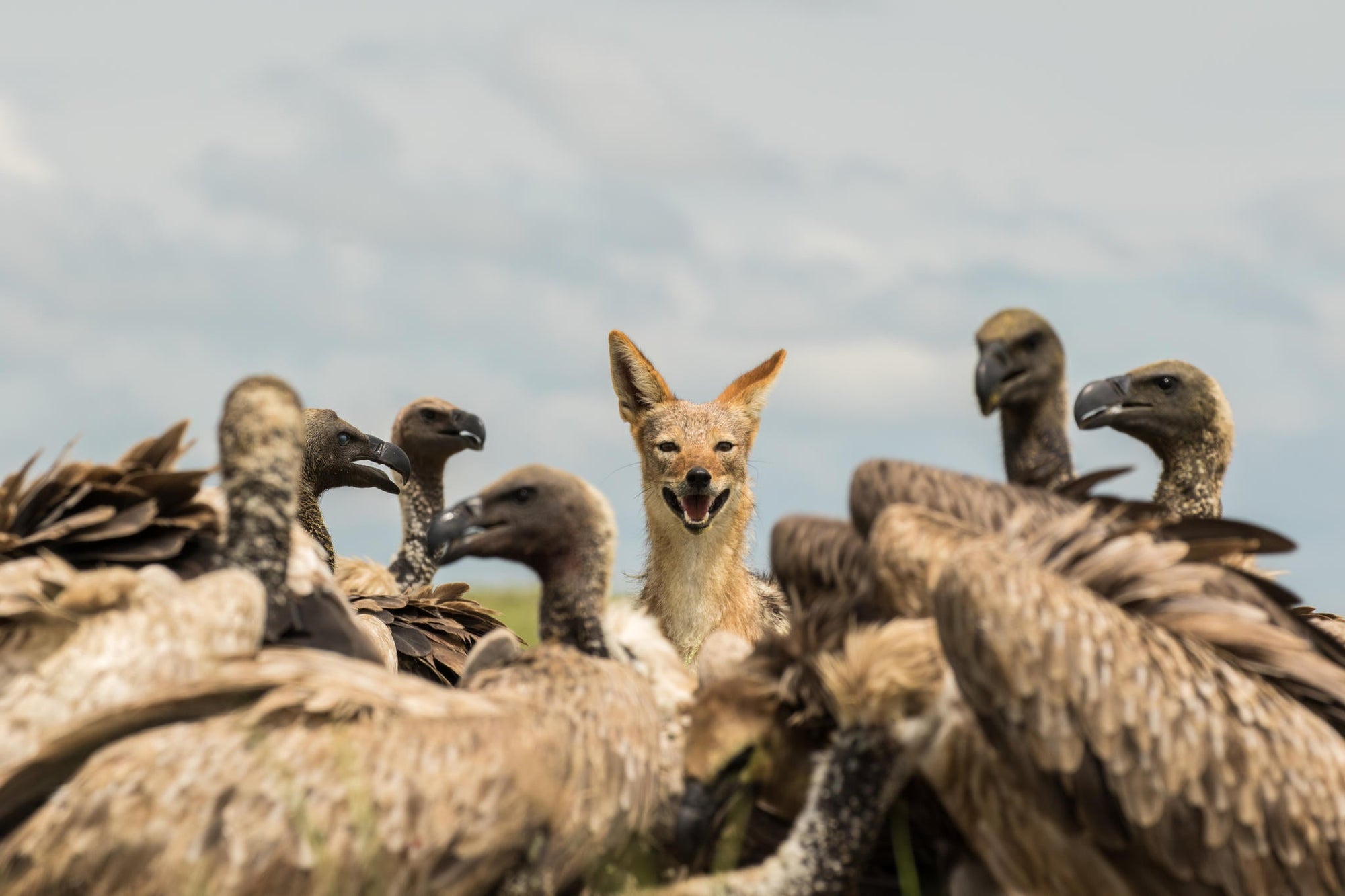Game Drives  gallery image 10