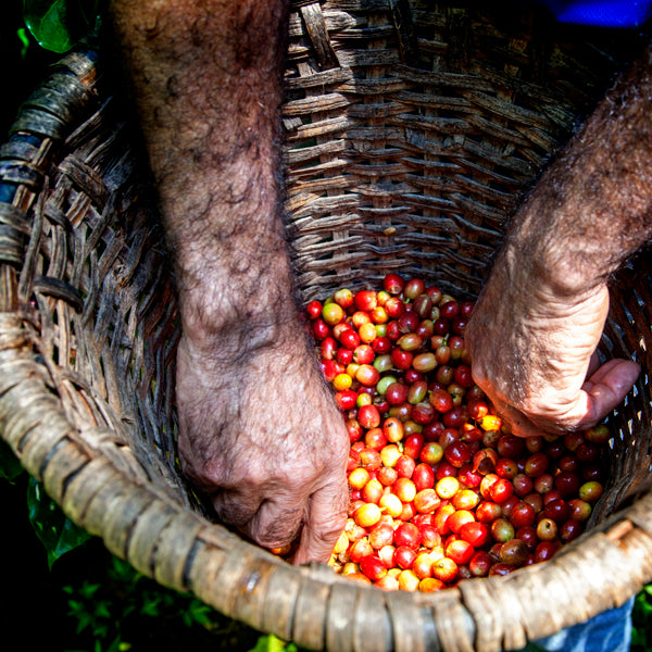 GRANO ROJO