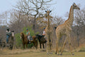 Two Hour Horse Safari