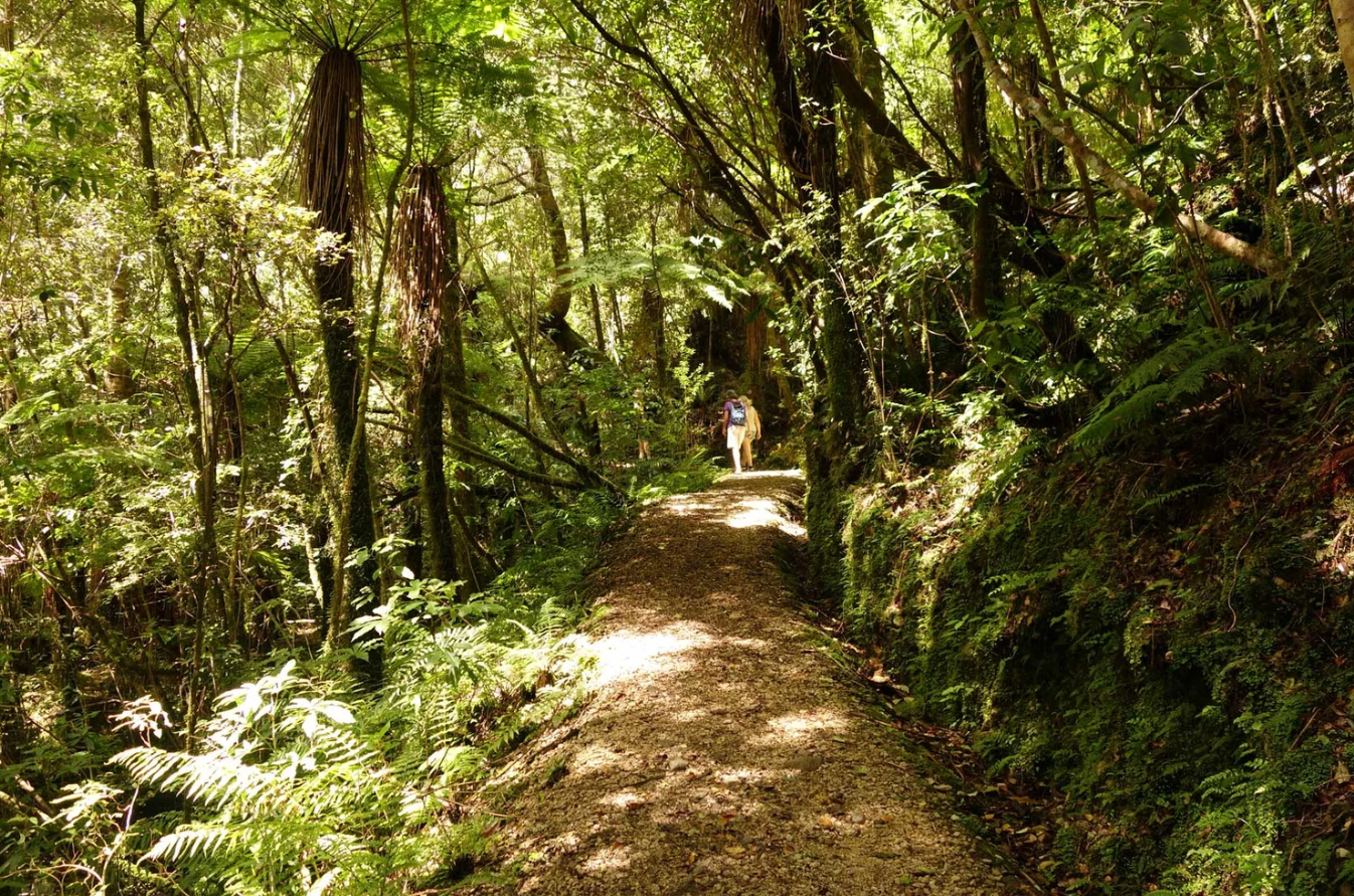 Oparara Guided Tours