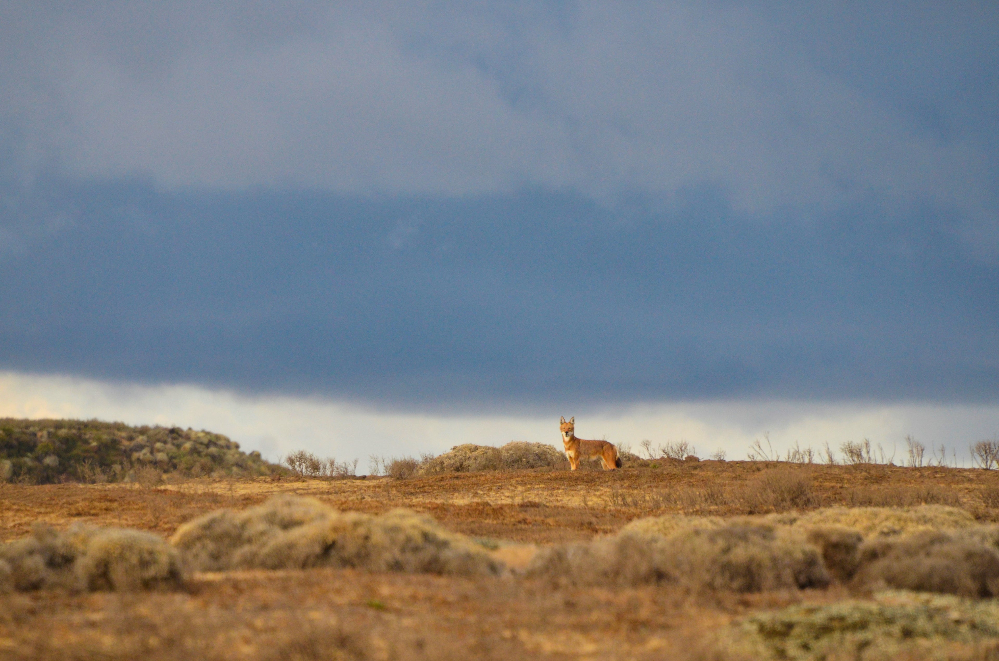 Web Valley Expedition Camp - Ethiopian Wolf