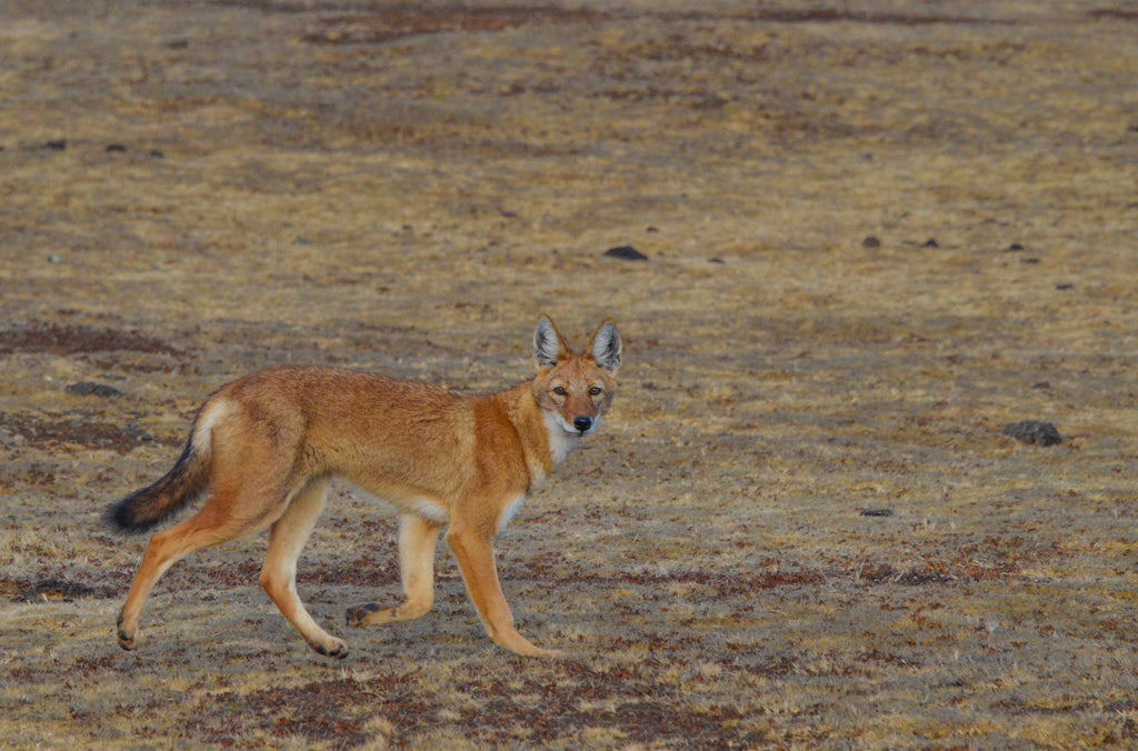 Web Valley Expedition Camp - Ethiopian Wolf