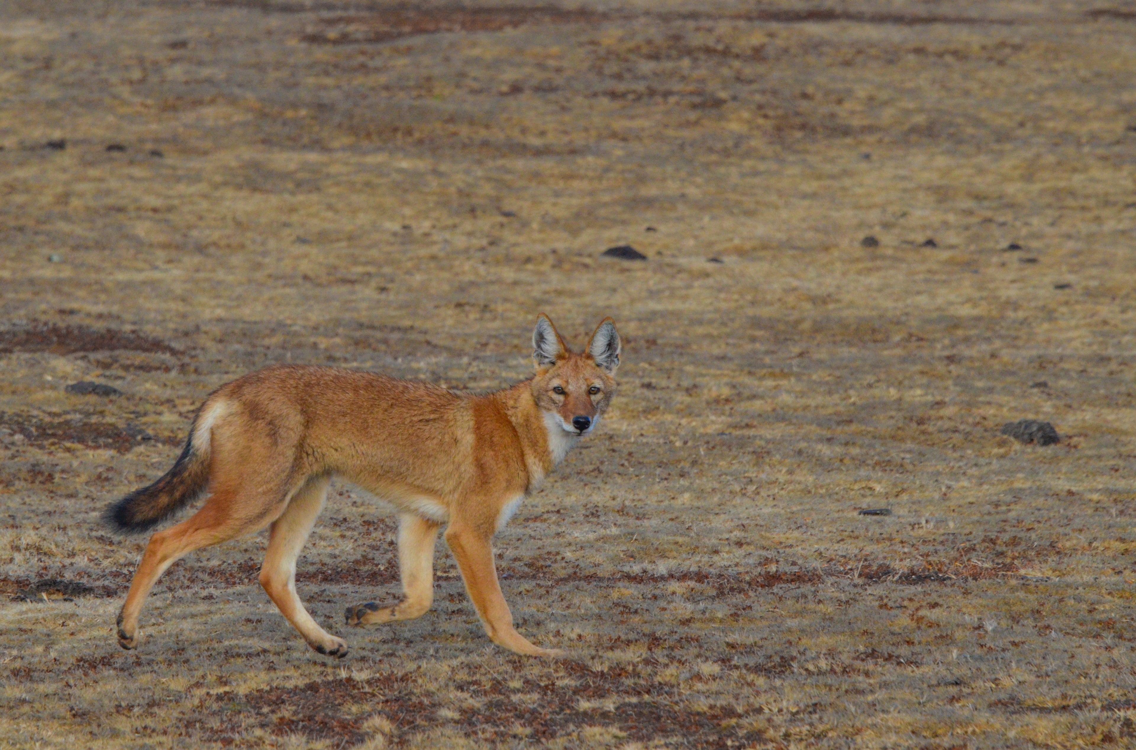 Web Valley Expedition Camp - Ethiopian Wolf