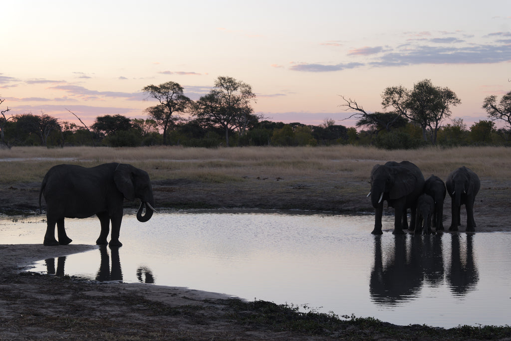 Elephants at watering hole in Hwange National Park
