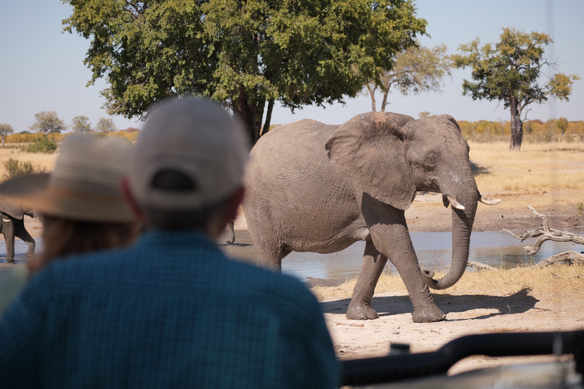 Great Guide Safaris, Hwange National Park & Mana Pools, Zimbabwe