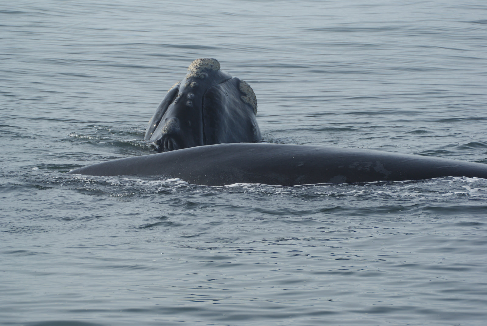 Whale Rock Luxury Lodge & Villa — To See