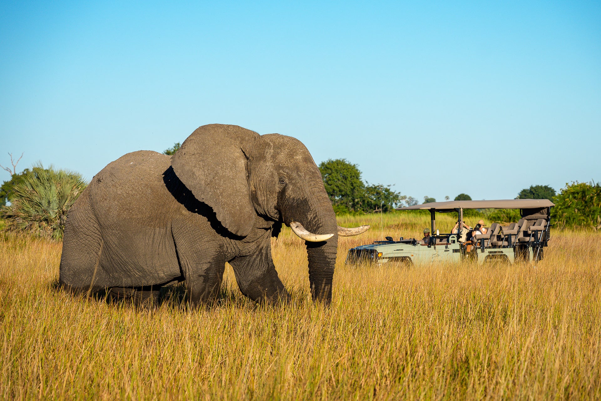 Jao Camp – Game Drives