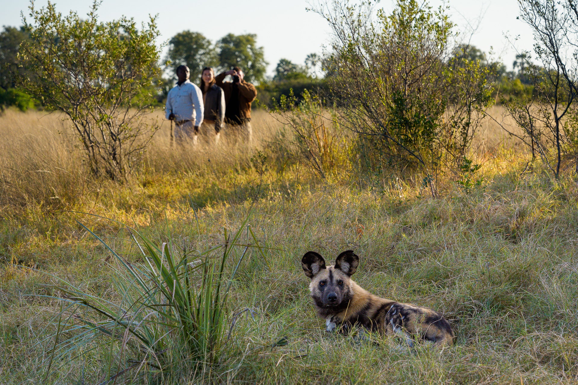 Jao Camp – Guided Nature Walks