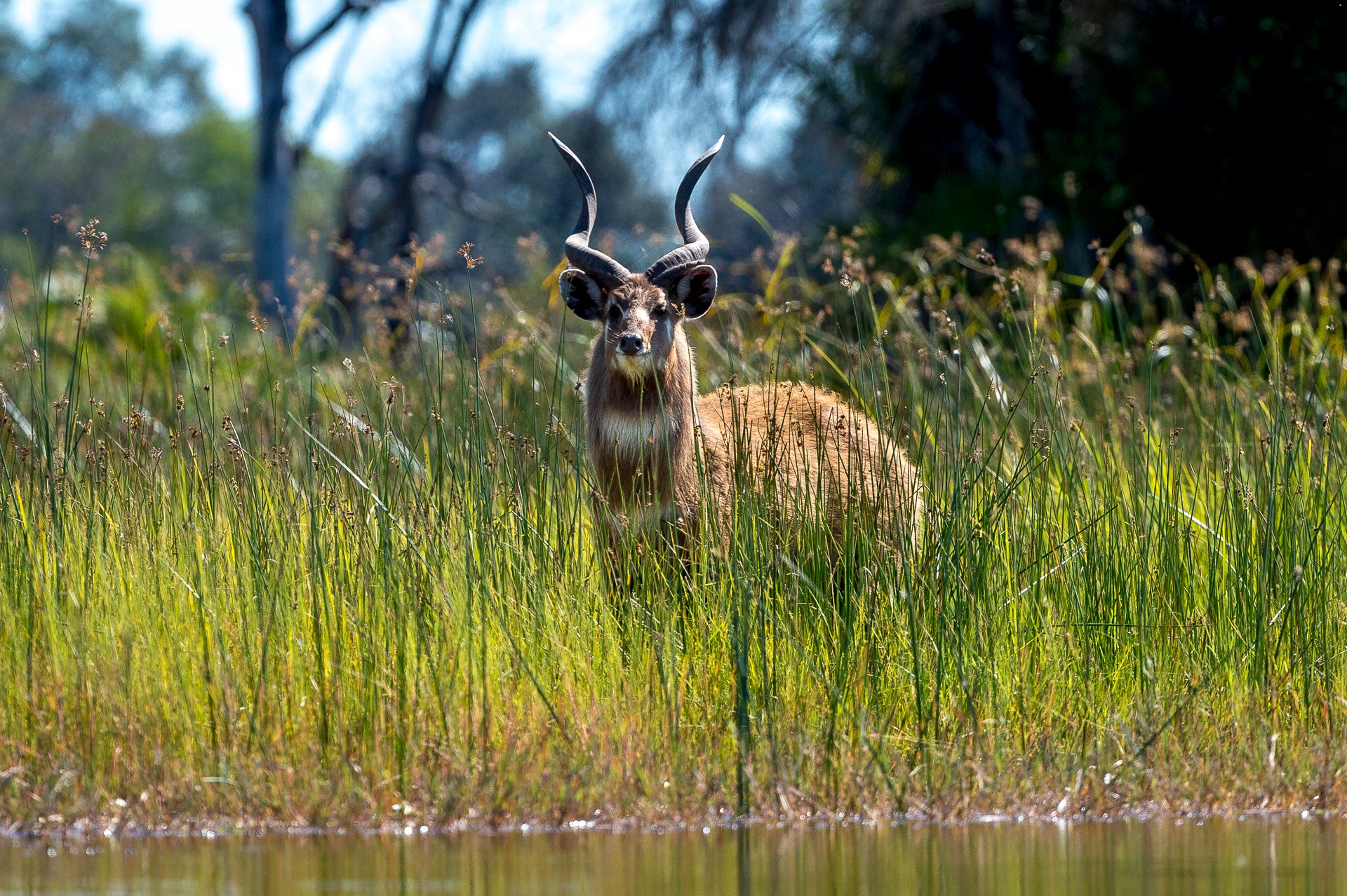 Jao Camp – Mokoro Excursions