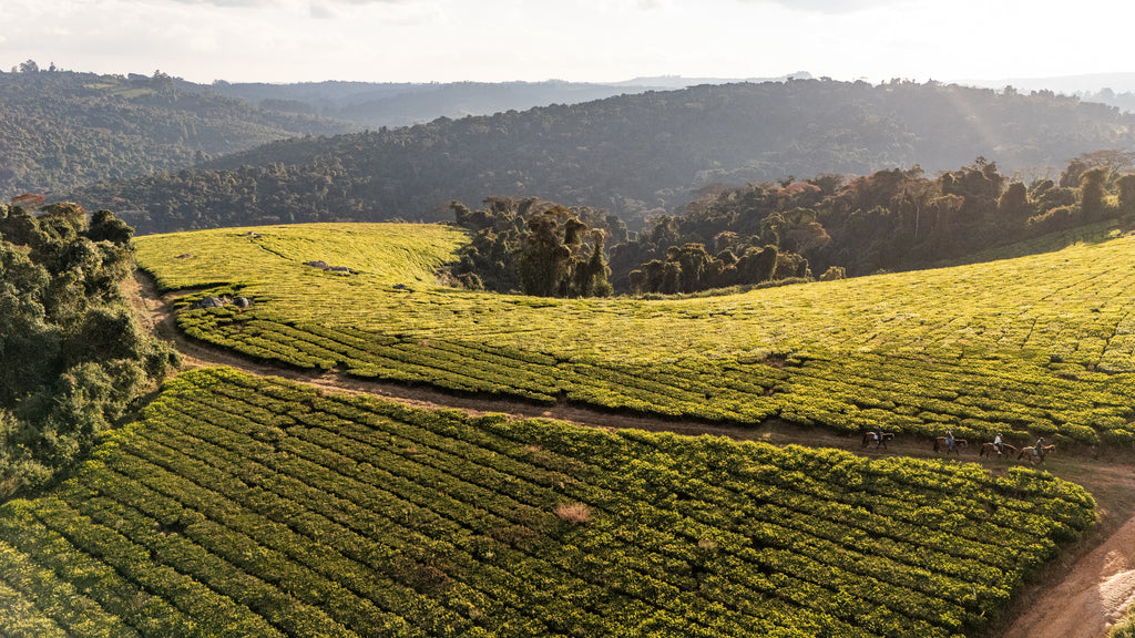 Tea Field Surrounds