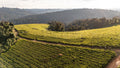 Tea Field Surrounds