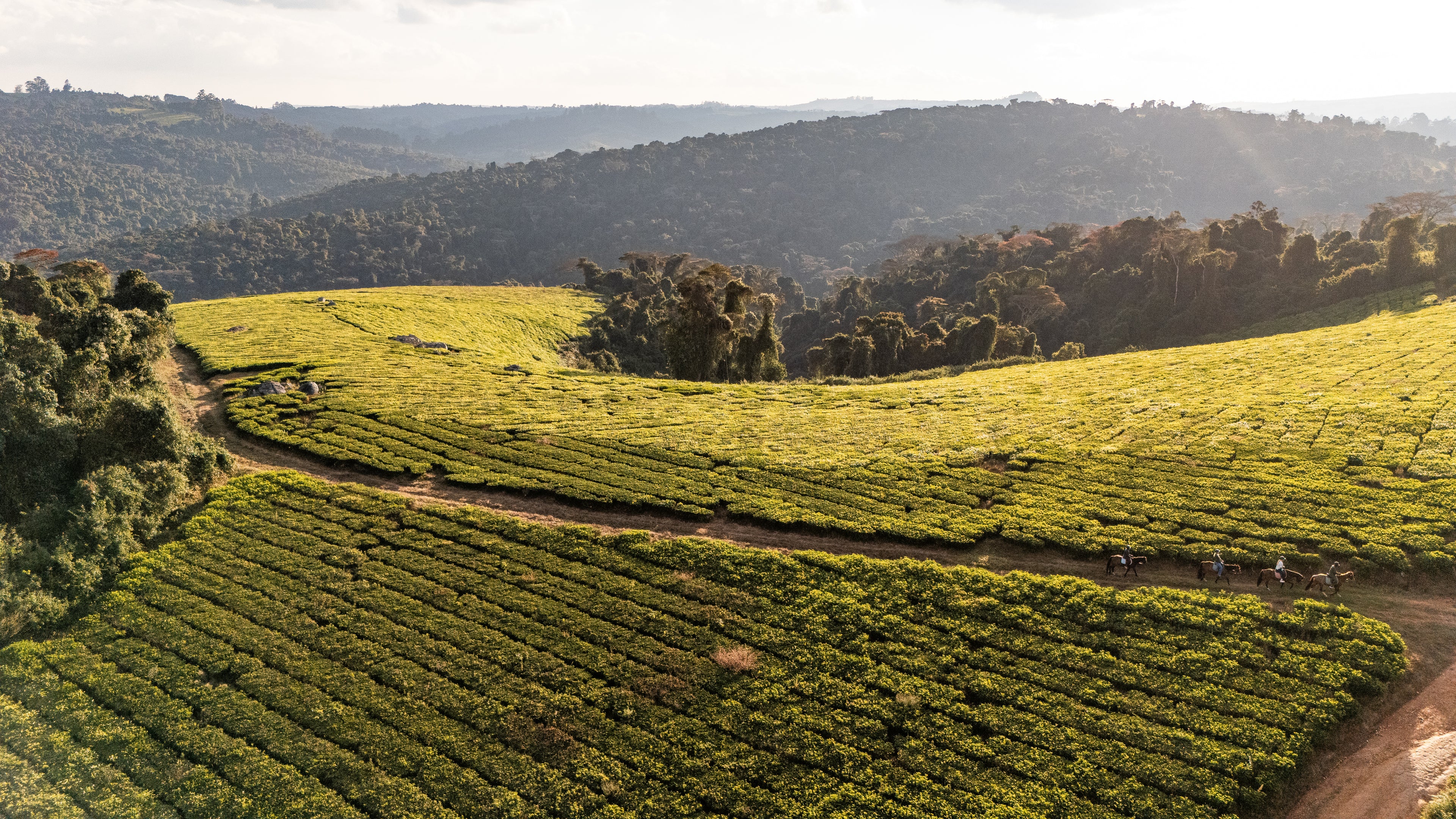Tea Field Surrounds